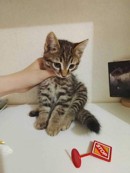 Отдам котят мальчик и девочка 1месяц