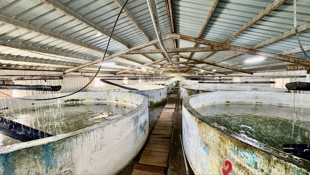 Яблоневый сад 51га