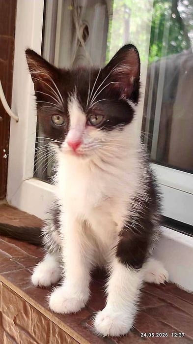 Котята в ответственные руки!