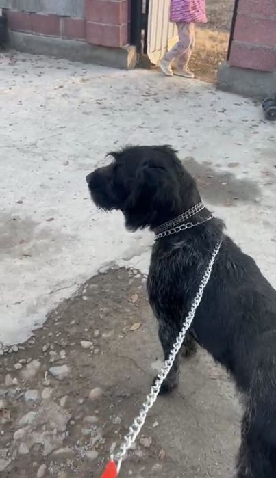 Продам дратхаара