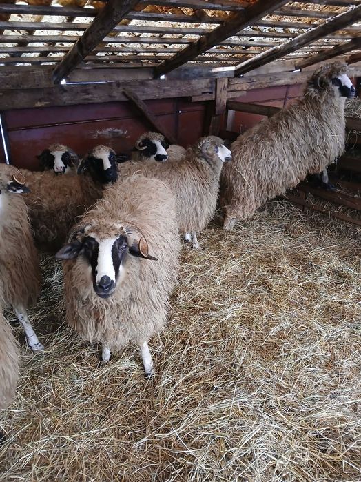 Vand 12 cârlane breze