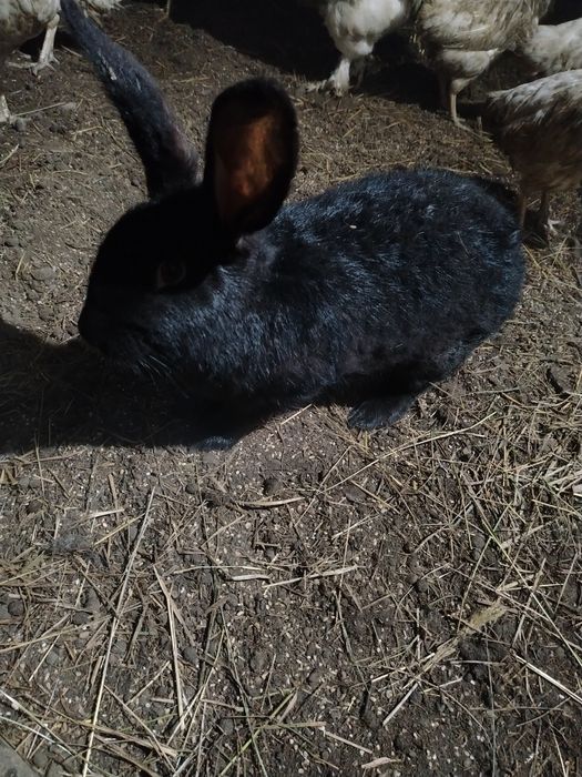 Продам кроликов разных