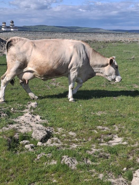 Vând vaca gestantă