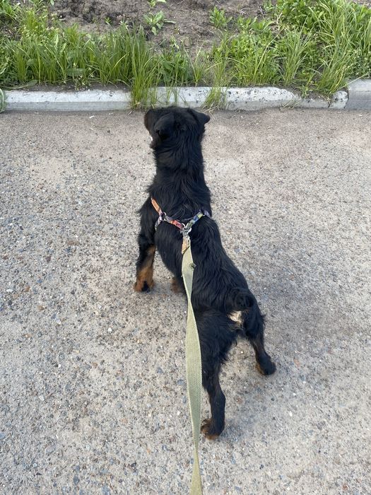 Кобель ягдтерьер для вязки