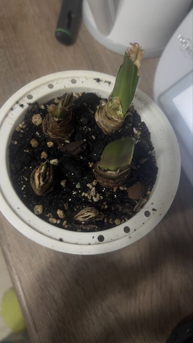 Гиппеаструм, луковицы