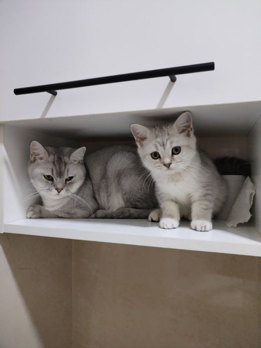 Котята, шотландцы вислоухие