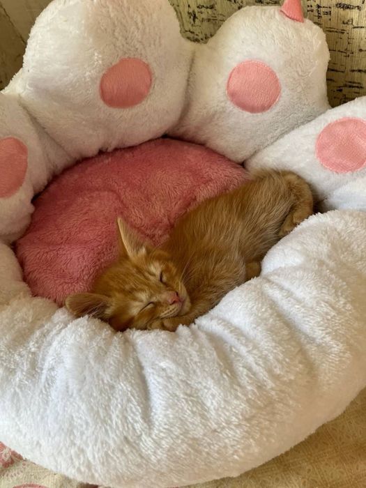 Отдам в добрые руки