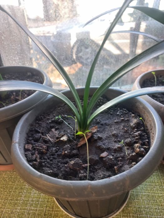 Кливия красная . Детки