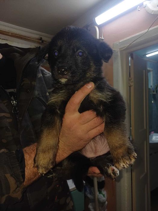 Щенки немецкой овчарки