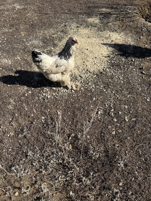 Тауык сатылымда немесе ауыстырам