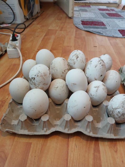 Ouă și păsări de vînzare