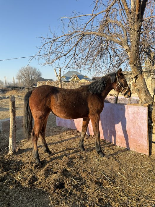 Байтал сатылады кобыла