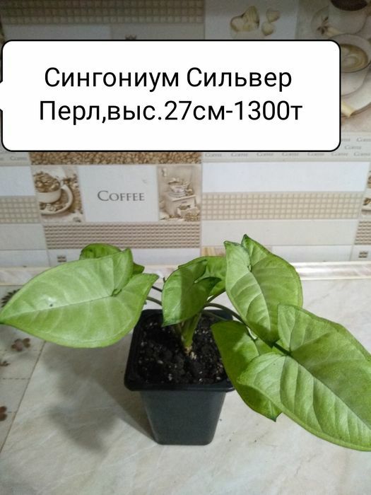 Продам Сингониумы.Пеперомии