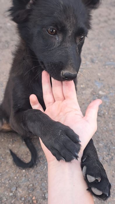 Отдам ласкового щенка