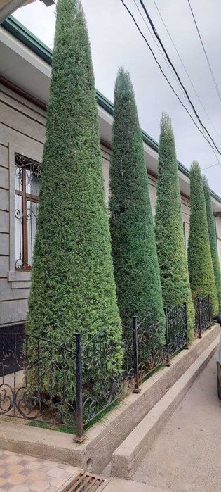 Стрижка газона стрижкаЕлок ландшафтный дизайн поливочная система gazon