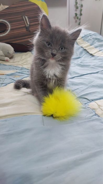 Отдам котенка 2 мес