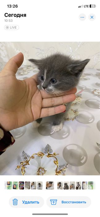 Скидка мушукчалар