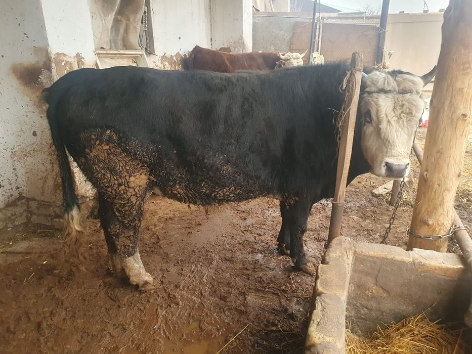 Zotdor buqalar sotiladi