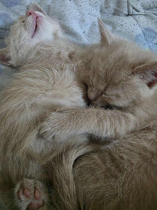 Отдам котёнка в хорошие руки хозяина