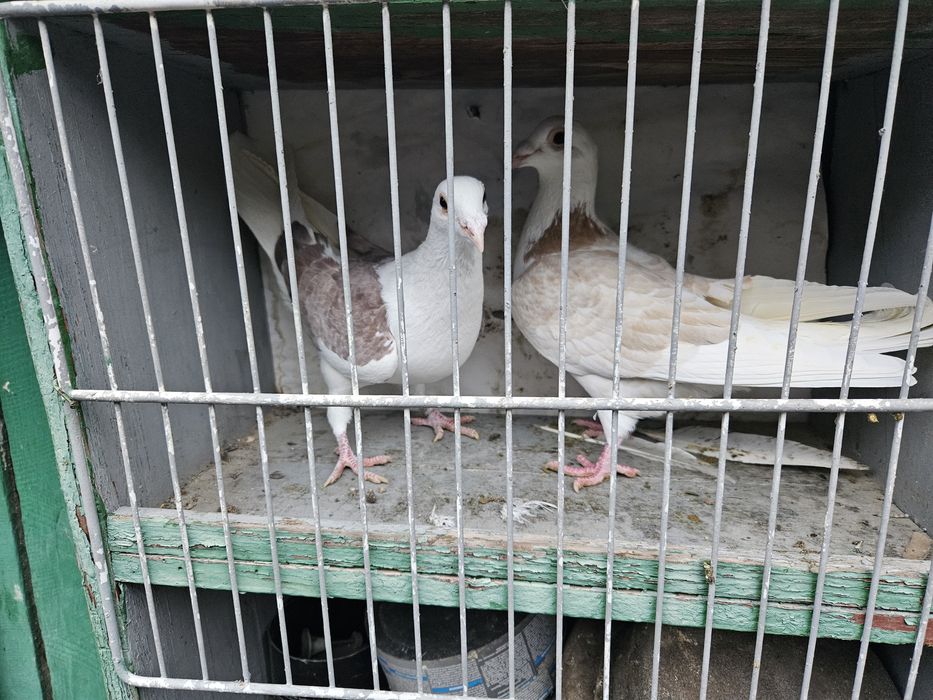 Porumbei voiajori capaciti pe rosu