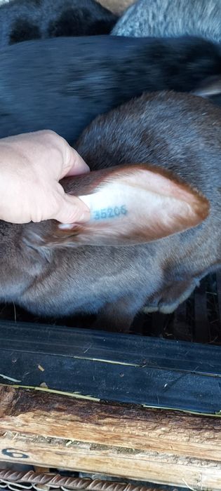 Iepuri din rasa berbec german