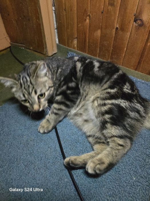 Малко коте  +подаръци