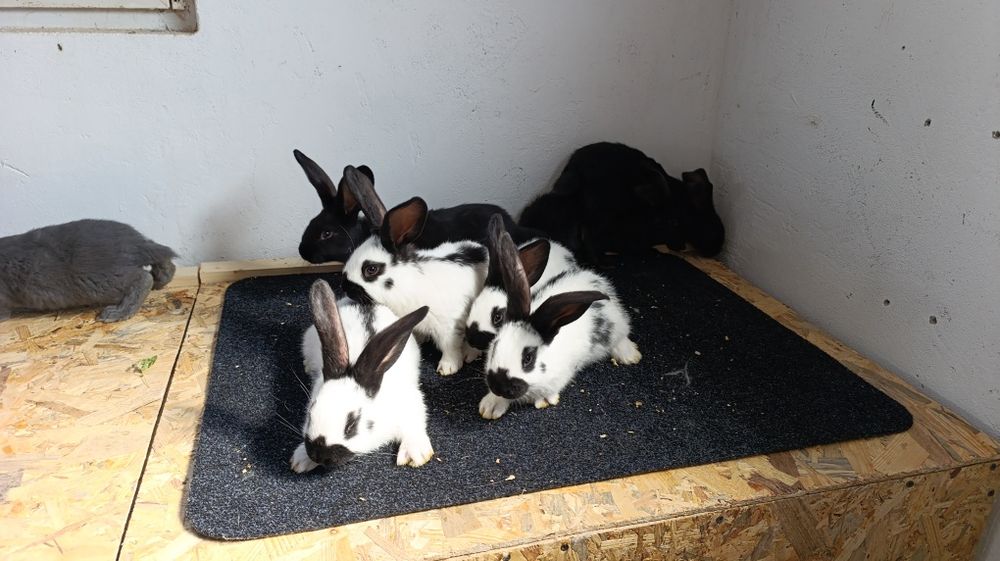 Iepuri fluture german