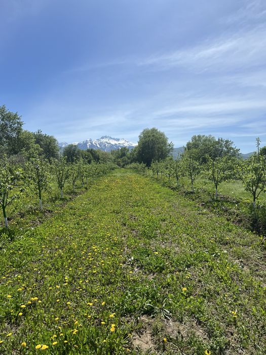 Продам яблоневый сад