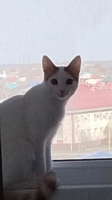 отдам кошку бесплатно