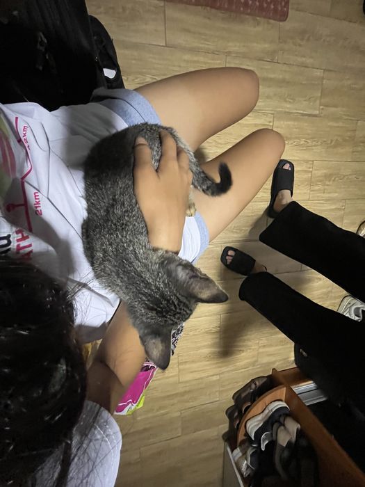 Отдам в добрые руки котика
