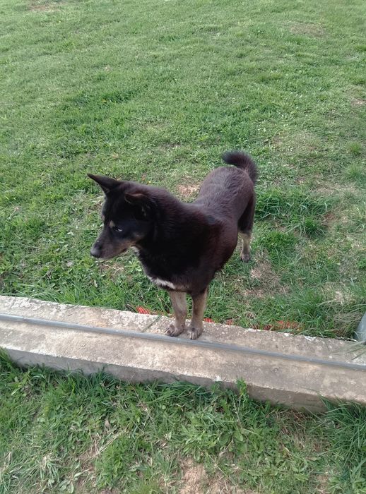 Câine gratis foarte asociabila