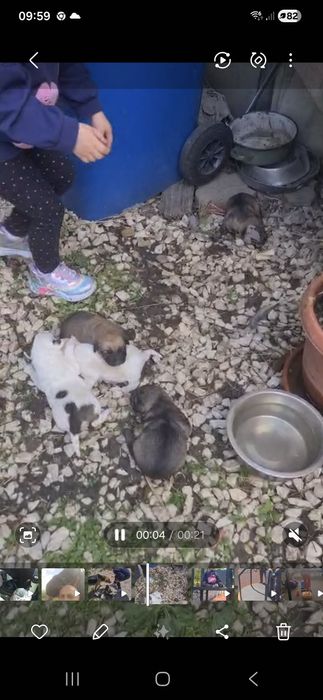 Donez căței metis Beagle