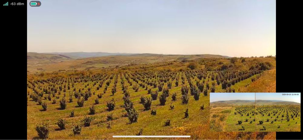 Alune de padure soiuri italienesti