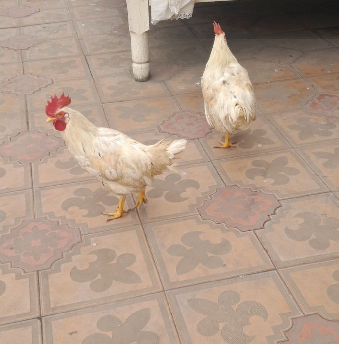 Уй шароитида бокилган хурозлар