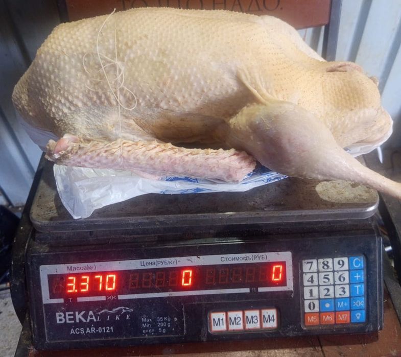Продаются ГУСИ. Мясо Гусинное