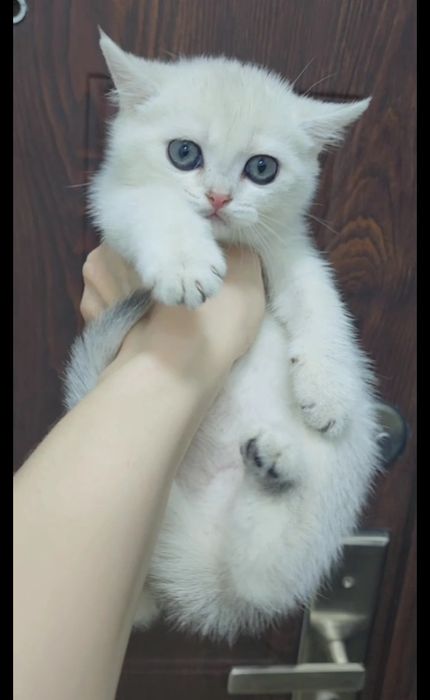 Девочка скоттиш страйт серебристая шиншила