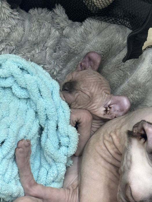 Котята сфинкса - эльфа