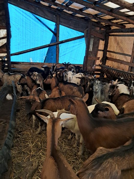 Vând 65 capre gestante și 2 măgărițe gestante