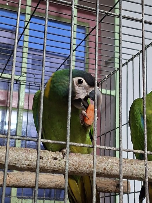 Продава кротки жълтоврати ари