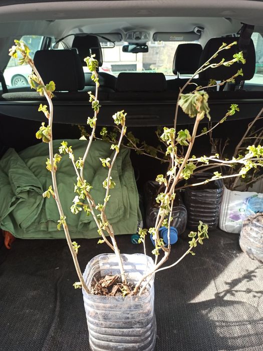 Саженцы смородины черной