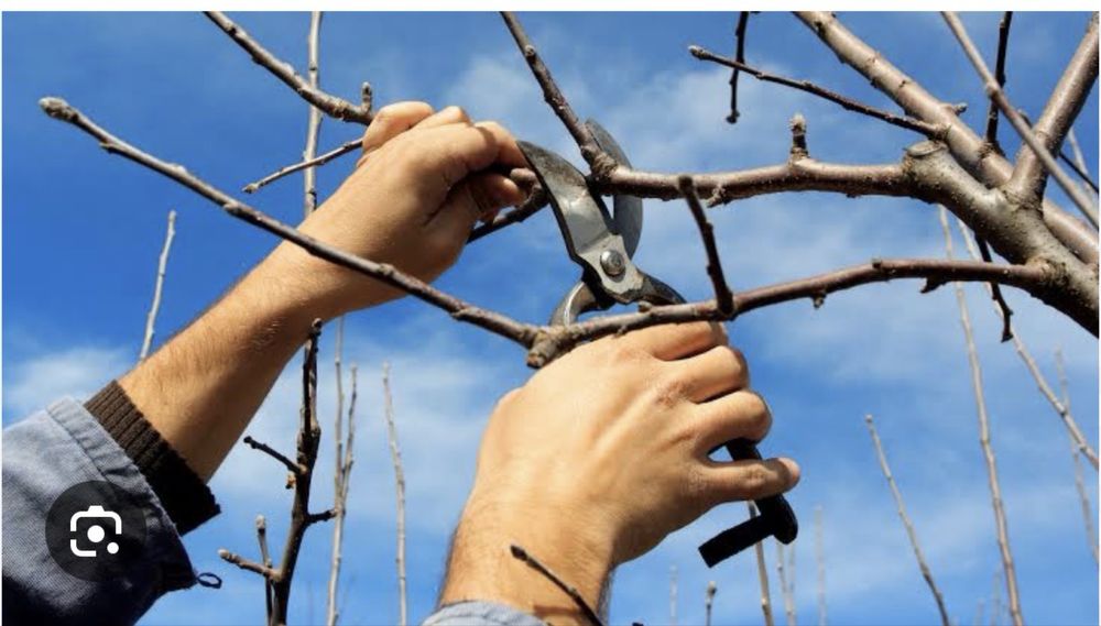 Обрезка плодовых Деревьев Яблони Грушы