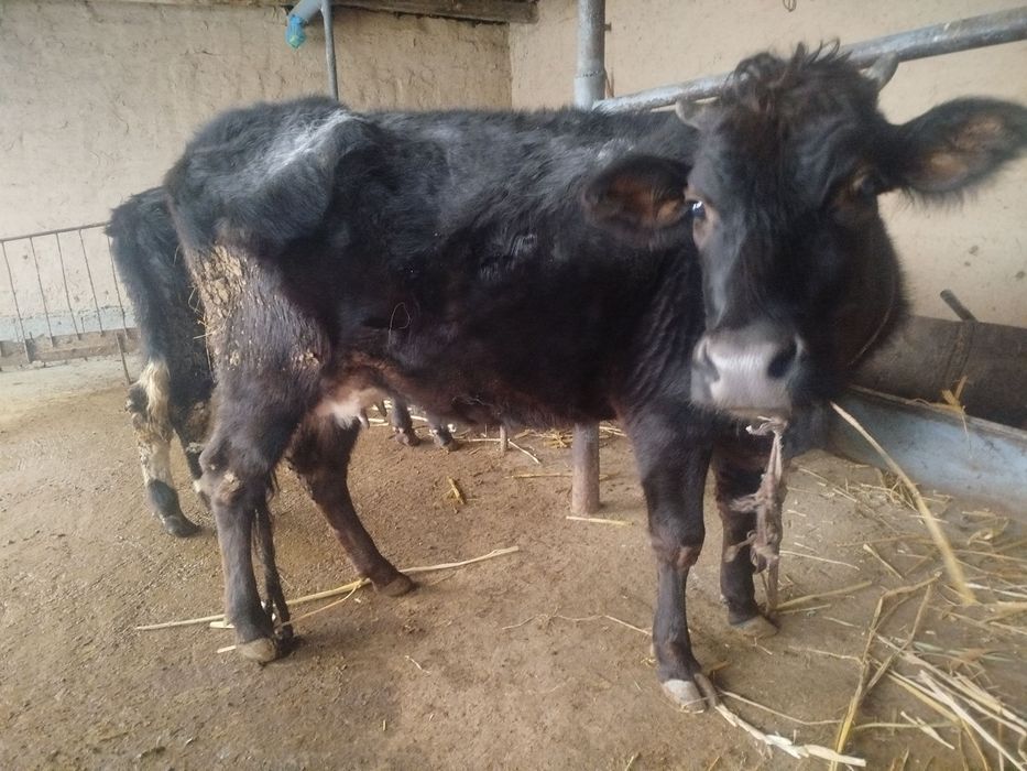 Сигир сотилади бугоз мол