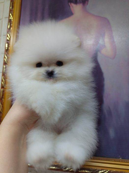 Шпицы мальчики кукольные