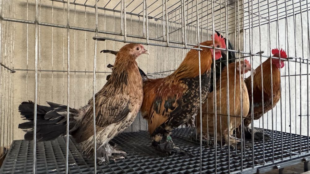 Pasari rasa pitica mii de flori