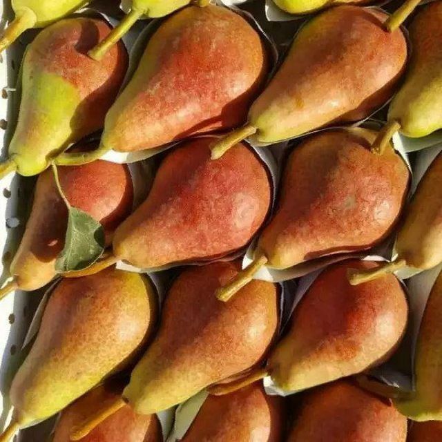 Nok ko'chatlari yangi sortlar