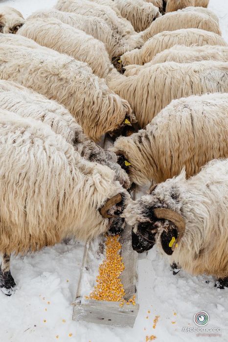 Turmă de oi de vânzare!