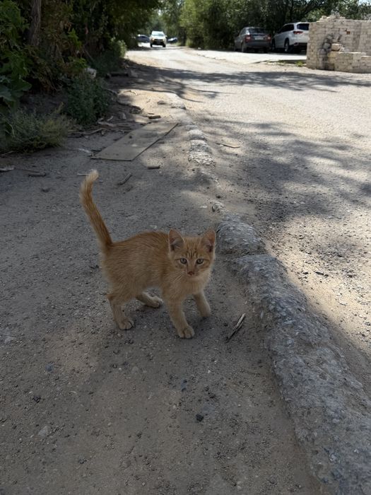 Отдам котенка в добрые руки