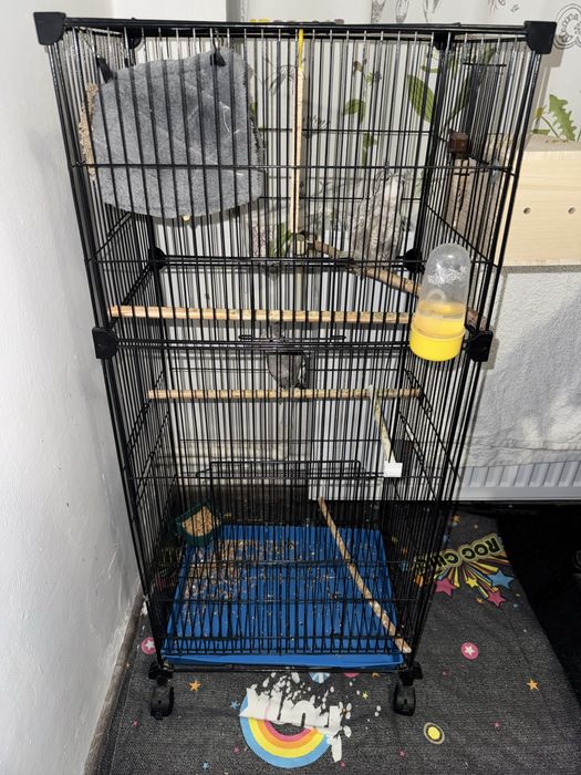 Pereche papagali nimfe(cocktail)