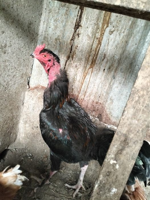 Продам петуха ...