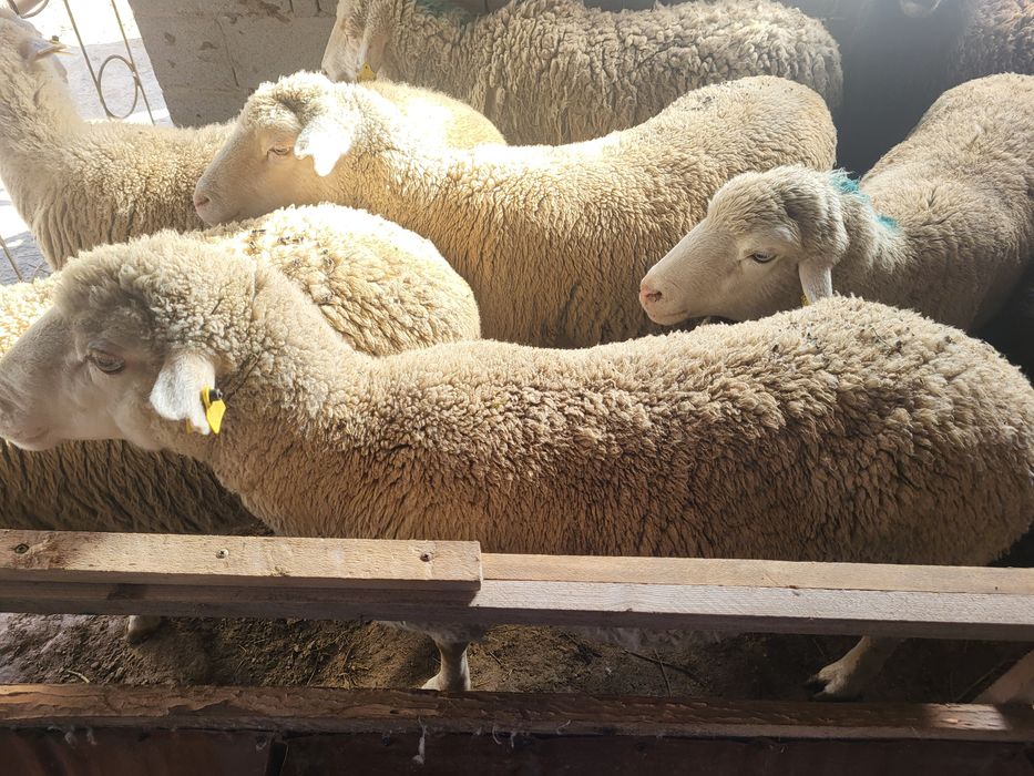 Бараны овцы в продаже